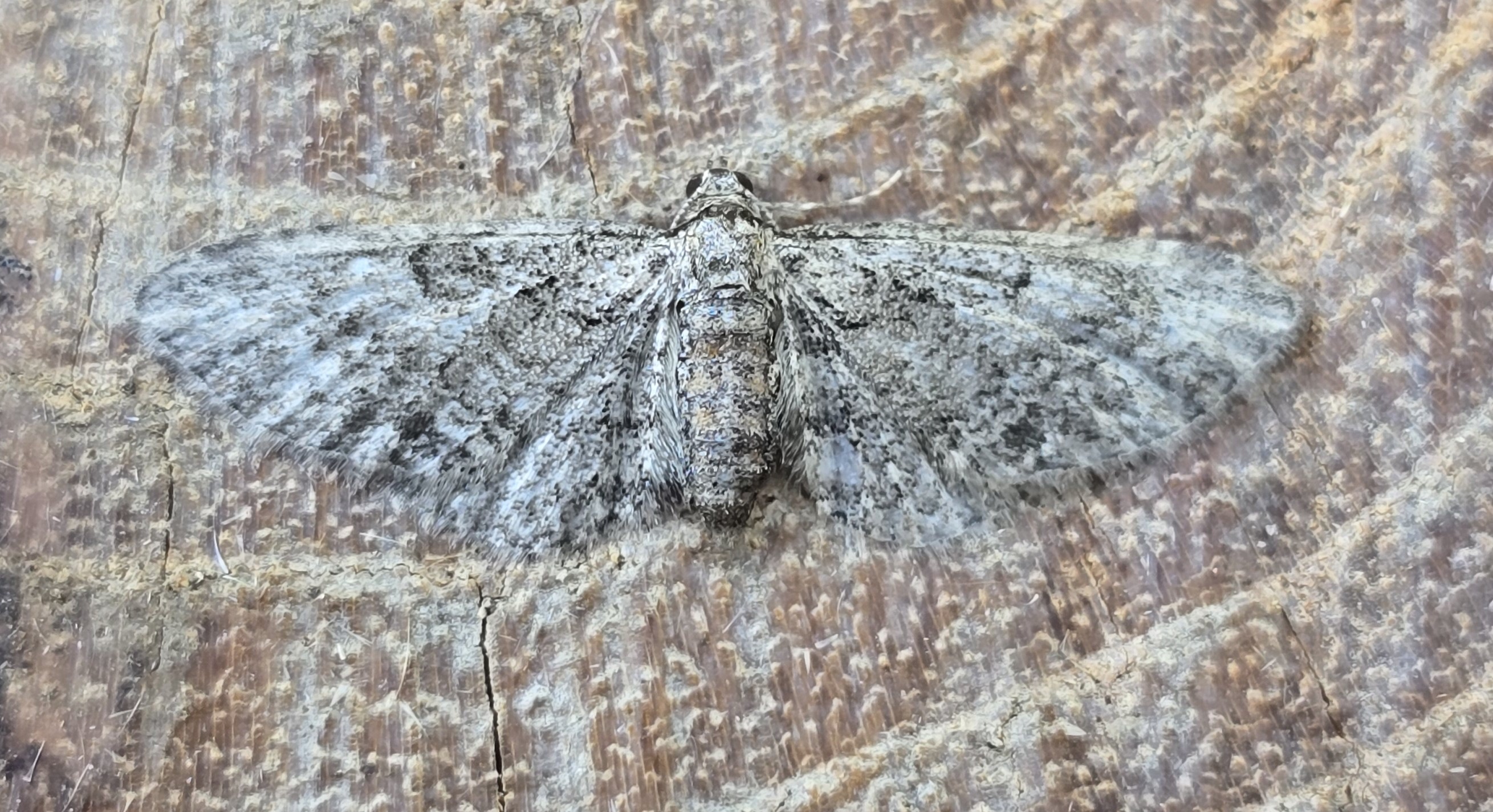 Photo of Double-striped Pug (Gymnoscelis rufifasciata)